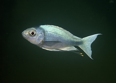 Ophthalmotilapia ventralis 'Kafungi'